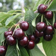 5038838018770 1 Cherry Sweetheart Bush Colt 12L.JPG